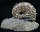 Hoploscaphites Ammonite - Great Display #8965-1